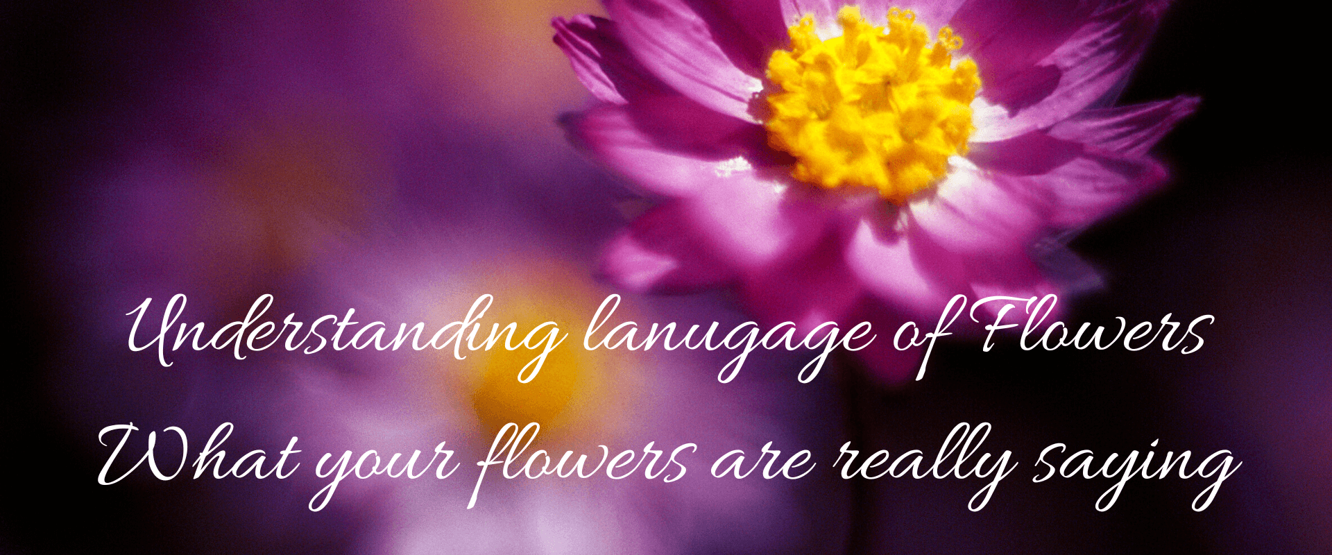 Understand Language Of Flowers: What Your Bouquet is Really Saying